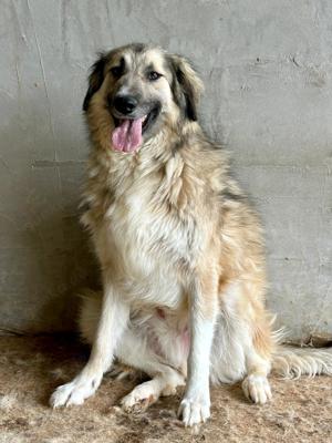 Wer öffnet sein Herz für die wunderschöne DAKOTA?  Bild 3