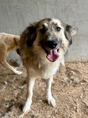 Wer öffnet sein Herz für die wunderschöne DAKOTA?  Bild 2