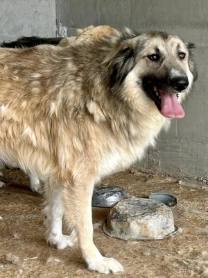 Wer öffnet sein Herz für die wunderschöne DAKOTA?  Bild 5