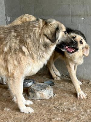 Wer öffnet sein Herz für die wunderschöne DAKOTA?  Bild 6