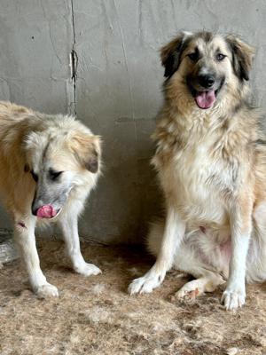 Wer öffnet sein Herz für die wunderschöne DAKOTA?  Bild 4