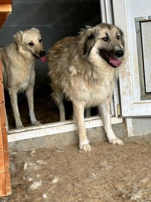 Wer öffnet sein Herz für die wunderschöne DAKOTA?  Bild 7