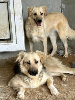 Wer verliebt sich in die lebensfrohe KENAI?  Bild 4