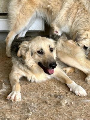 Wer verliebt sich in die lebensfrohe KENAI?  Bild 5