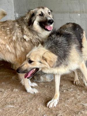 Wer verliebt sich in die lebensfrohe KENAI?  Bild 3