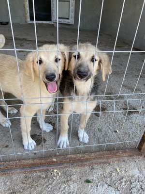 Wer verliebt sich in die lebensfrohe KENAI?  Bild 10