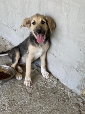 Wer verliebt sich in die lebensfrohe KENAI?  Bild 8