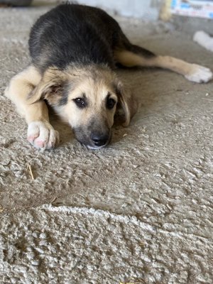 Wer verliebt sich in die lebensfrohe KENAI?  Bild 9