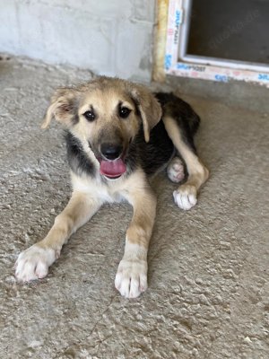 Wer verliebt sich in die lebensfrohe KENAI?  Bild 7