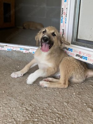 Wer öffnet sein Herz für die wunderschöne DAKOTA?  Bild 8