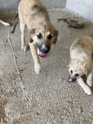 Wer öffnet sein Herz für die wunderschöne DAKOTA?  Bild 9