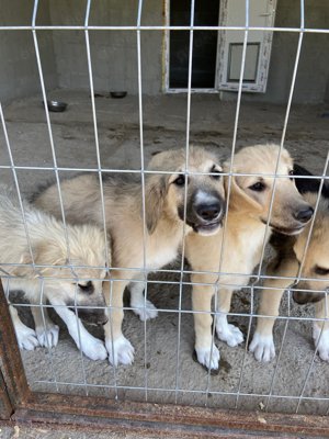 Wer verliebt sich in den wundervollen ANUK?  Bild 10