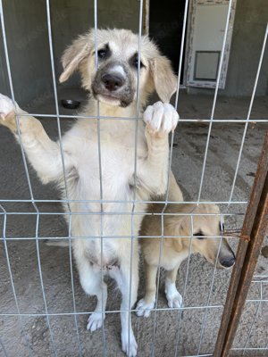 Wer verliebt sich in den wundervollen ANUK?  Bild 8