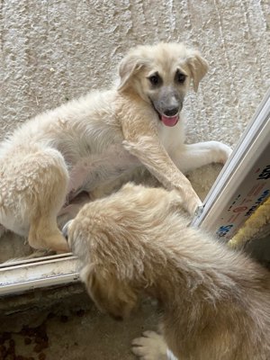 Wer verliebt sich in den wundervollen ANUK?  Bild 9