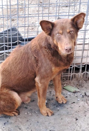 Choco sucht dringend ein zuhause