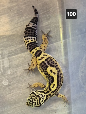 1.7 Leopardgecko - Black NIght