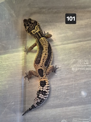 0.5 Leopardgecko - Black NIght