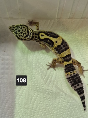 0.6 Leopardgecko Weibchen Black Night X