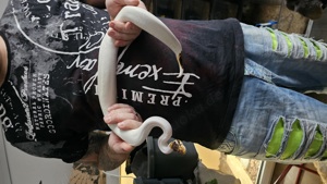  königspython piebald  Pärchen 