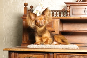 Langhaariger Russkiy Toy Deckrüde (Kein Verkauf) Bild 2