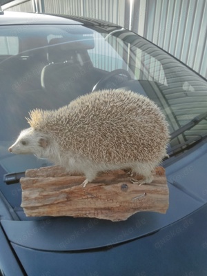Igel 30,-- 