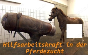 Hilfsarbeitskraft in der Pferdezucht 