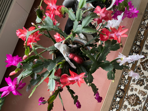 Weihnachts- und Osterkaktus Schlumbergera