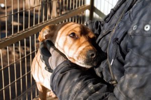Adam-schüchterner Jungspund 