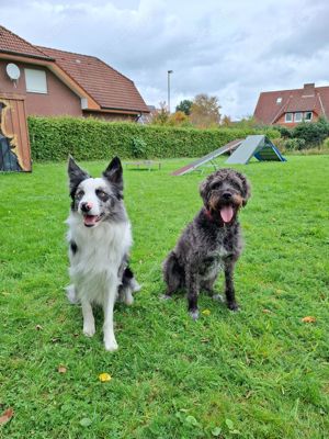 Labradoodle Border Collie Mix Welpen 