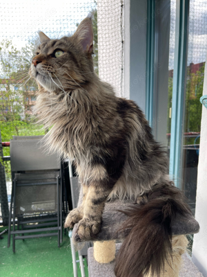maine coon deckater haben stammbau