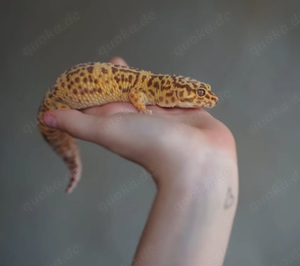 Ich nehme Leopardgeckos   Geckos   Echsen   Agamenauf 