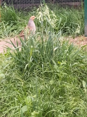 Rebhühner abzugeben Zustellung möglich 