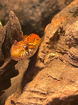 kornnatter paar zum verkaufen