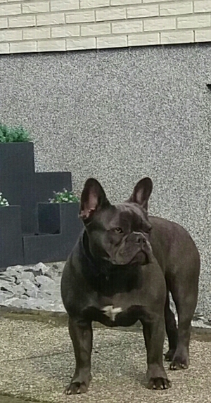  Französische Bulldogge Hündin 