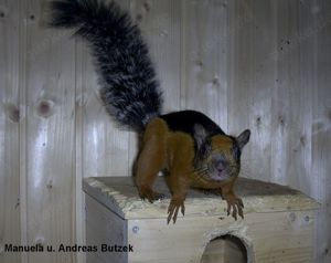 Junge streifenhörnchen . Atrirufus Costa Rica Hörnchen