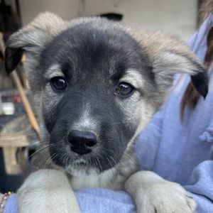  Perla, geb. ca. 10 2024, lebt in GRIECHENLAND, auf einer privaten Pflegestelle