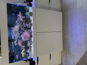 Verkaufe komplettes eingefahrenes Meerwasser Aquarium 