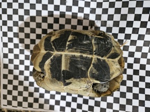 testudo graeca nabeulensis tunesische landschildkröten weibchen Bild 8 testudo graeca nabeulensis tunesische landschildkröten weibchen Bild 8