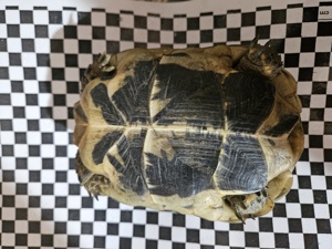 testudo graeca nabeulensis tunesische landschildkröten weibchen Bild 5 testudo graeca nabeulensis tunesische landschildkröten weibchen Bild 5