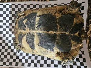 testudo graeca nabeulensis tunesische landschildkröten weibchen Bild 7 testudo graeca nabeulensis tunesische landschildkröten weibchen Bild 7