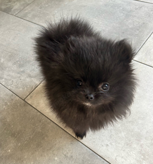 Zwergspitz Pomeranian