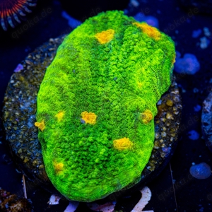  Space Invader Chalice, Euphyllia glabrescens RAH Dragon Soul & Pocillopora Ultra Ableger abzugeben Bild 2