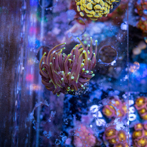  Space Invader Chalice, Euphyllia glabrescens RAH Dragon Soul & Pocillopora Ultra Ableger abzugeben