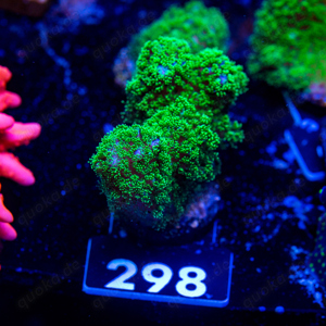  Space Invader Chalice, Euphyllia glabrescens RAH Dragon Soul & Pocillopora Ultra Ableger abzugeben Bild 3