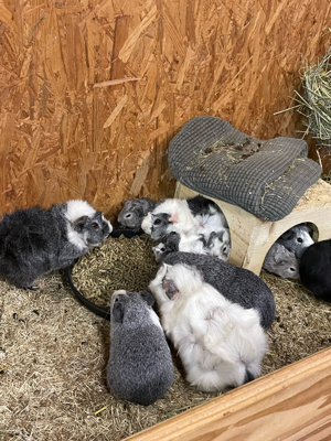 Leihmeerschweinchen auf Zeit 