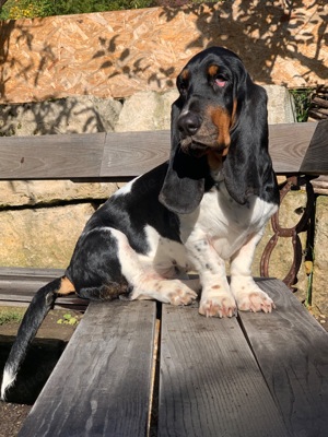 Basset hound Hündin Babs 