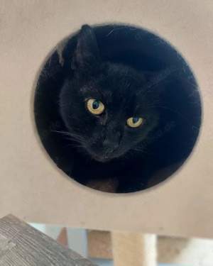 Rico, süßer FIV Kater sucht sein Zuhause # Tierschutz 