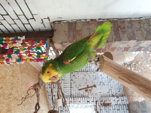 Doppelgelbkopf Amazon und Gelbwangen Amazone Bild 4