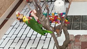 Doppelgelbkopf Amazon und Gelbwangen Amazone Bild 2