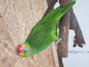 Doppelgelbkopf Amazon und Gelbwangen Amazone Bild 3